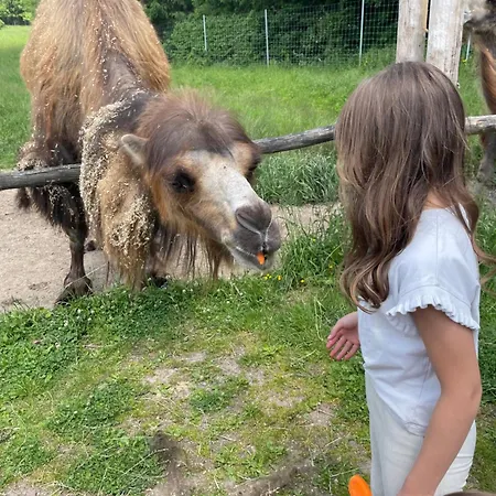 Apartamento Rose Mit Sauna Und Hs-card - Greschuk *