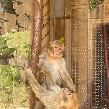 Rose Mit Sauna Und Hs-card - Greschuk Apartamento Feldberg (Baden-Wurttemberg)